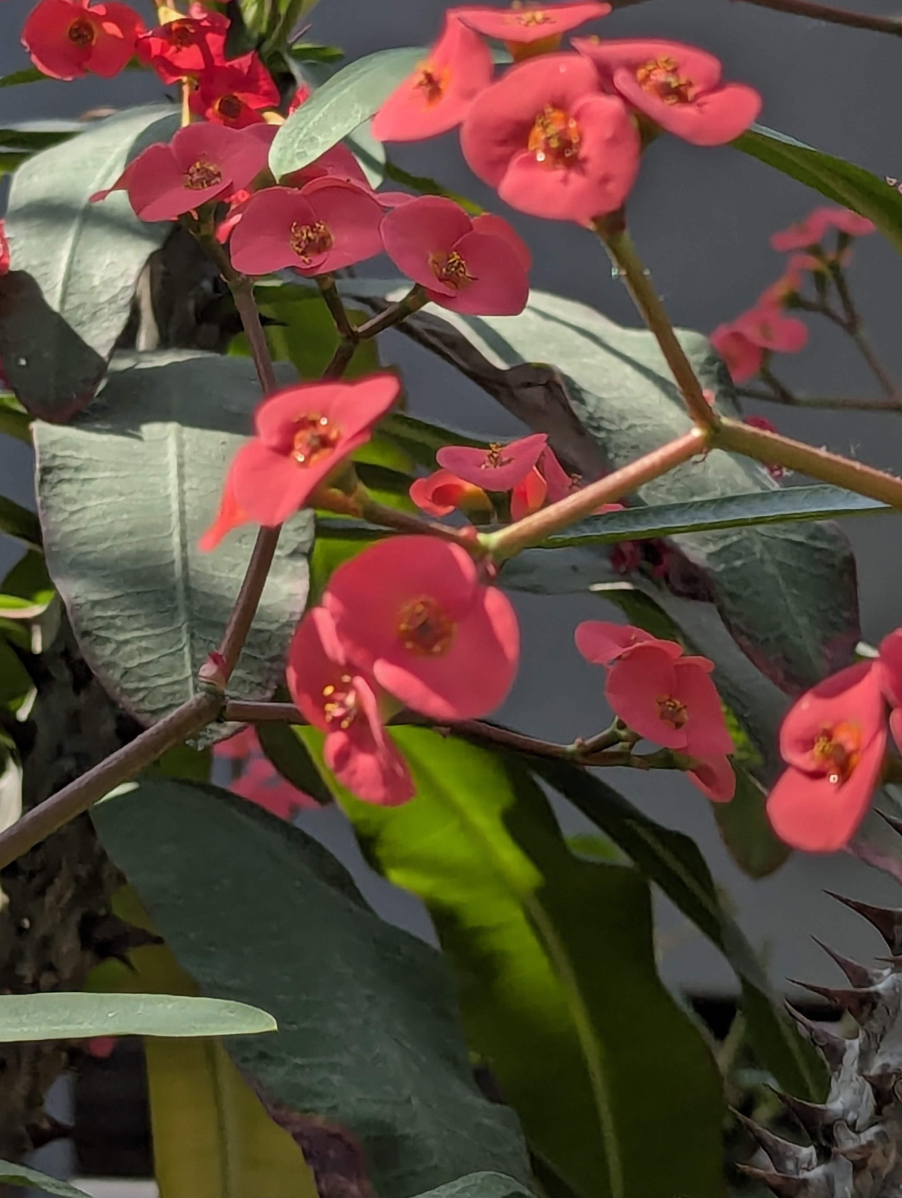 Birthday Trip to Canada, Edmonton, Pyramids, Muttart Observatory